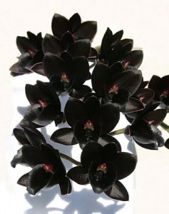 orchideanera
